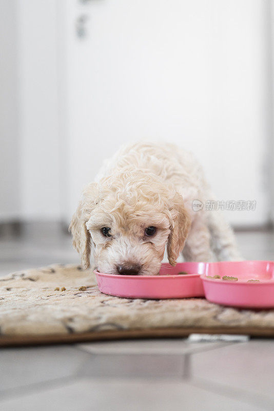 可爱的Lagotto Romagnolo小狗吃